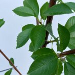 Višňa (Prunus cerasus) ´GRONIASTA´ - stredne skorá, výška 150-180 cm, kont. C5L
